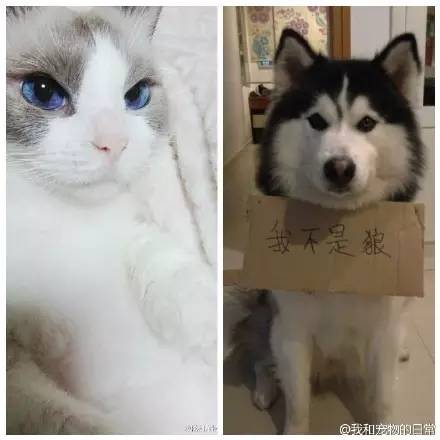 左：猫的奴隶VS右：狗的主人